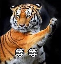 国产白虎一区,探寻东方武侠的传奇魅力  第3张